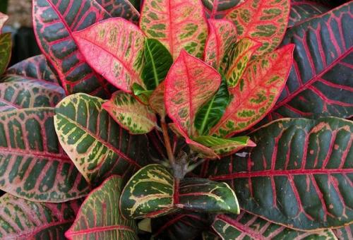 Цветы которые растут в тени в квартире. Лиственные растения