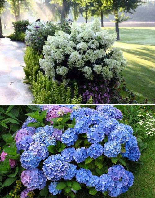 Какие кустарники растут в тени. Многолетние теневыносливые кустарники