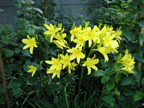 Растения растущие в тени. Многолетние растения растущие в тени