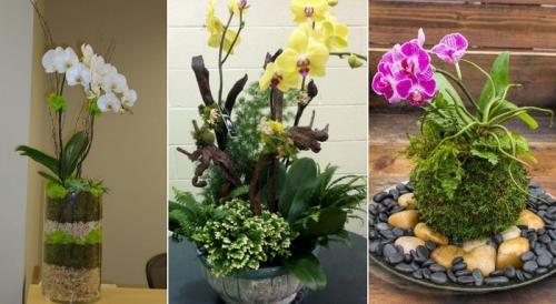 Композиции в горшках из орхидей. Как сделать композицию из орхидей
