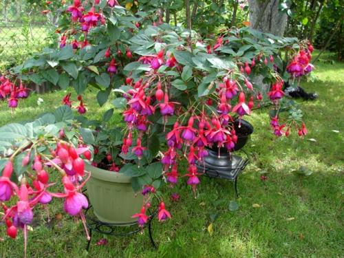 Какие кустарники растут в тени. Многолетние теневыносливые кустарники