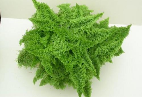 Цветы которые растут в тени в квартире. Лиственные растения