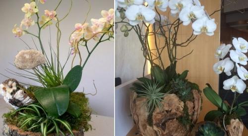 Композиции в горшках из орхидей. Как сделать композицию из орхидей