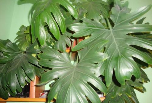 Цветы которые растут в тени в квартире. Лиственные растения