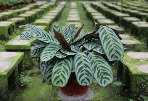 Цветы которые растут в тени в квартире. Лиственные растения