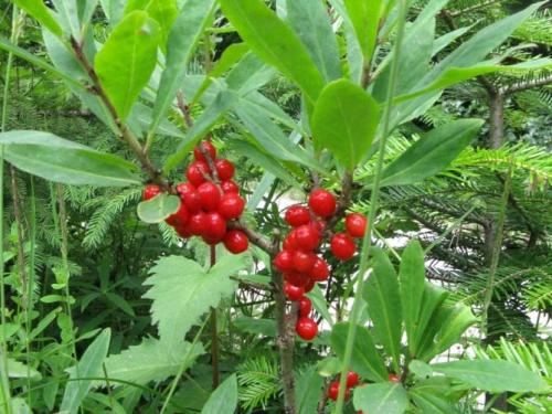 Какие кустарники растут в тени. Многолетние теневыносливые кустарники