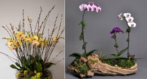Композиции в горшках из орхидей. Как сделать композицию из орхидей