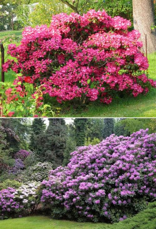 Какие кустарники растут в тени. Многолетние теневыносливые кустарники