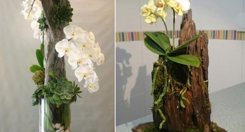 Композиции в горшках из орхидей. Как сделать композицию из орхидей