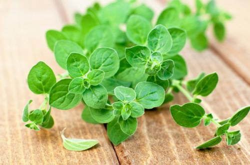 Пряные травы. Топ-10 ароматных пряных трав, которые можно вырастить на участке