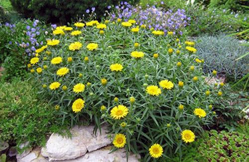 Пряные травы. Топ-10 ароматных пряных трав, которые можно вырастить на участке