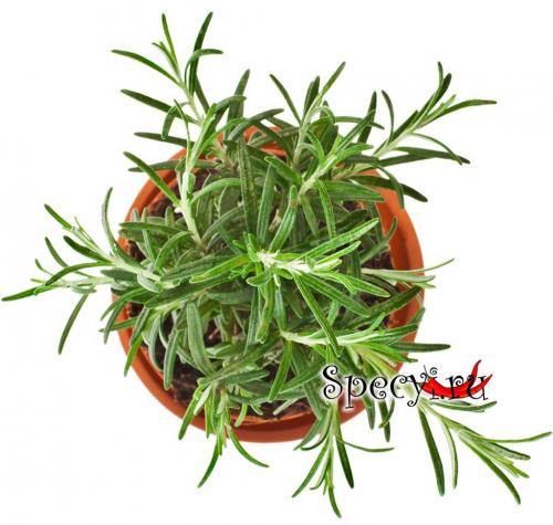 Розмарин для мяса. Розмарин