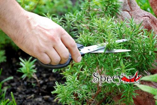 Розмарин для мяса. Розмарин