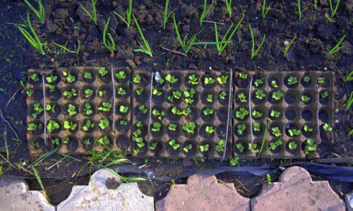 Ячейки для яиц применение. Полезное применение бумажных лотков для яиц на даче