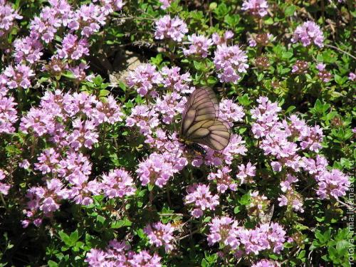 Пряные травы. Топ-10 ароматных пряных трав, которые можно вырастить на участке