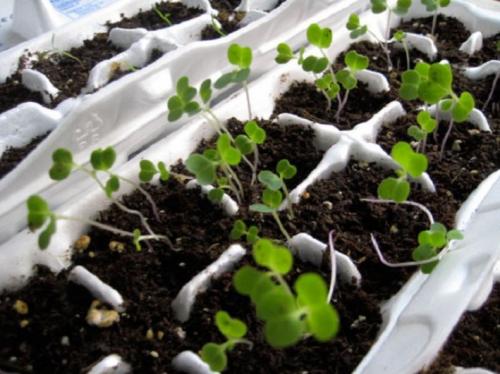 Что можно сделать из коробки под яиц. Оригинальные поделки, которые можно смастерить из обычных картонок для яиц