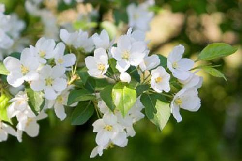 Белая мебель белые стены. Белая мебель —, как выбрать цвет стен: 11 сюжетов для вдохновения + 42 примера