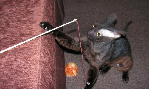 Что можно сделать для котенка своими руками. Какие игрушки можно сделать для котят своими руками и лучшие варианты, сделанные в домашних условиях