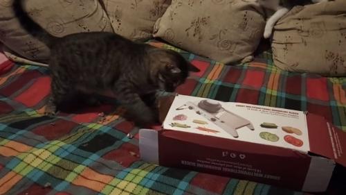 Что можно сделать для котенка своими руками. Какие игрушки можно сделать для котят своими руками и лучшие варианты, сделанные в домашних условиях