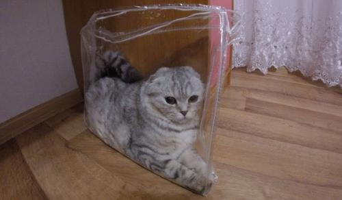 Что можно сделать для котенка своими руками. Какие игрушки можно сделать для котят своими руками и лучшие варианты, сделанные в домашних условиях