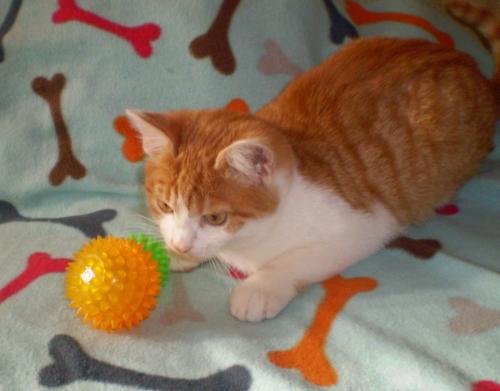 Что можно сделать для котенка своими руками. Какие игрушки можно сделать для котят своими руками и лучшие варианты, сделанные в домашних условиях