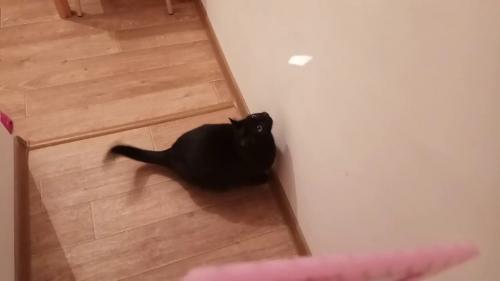 Что можно сделать для котенка своими руками. Какие игрушки можно сделать для котят своими руками и лучшие варианты, сделанные в домашних условиях