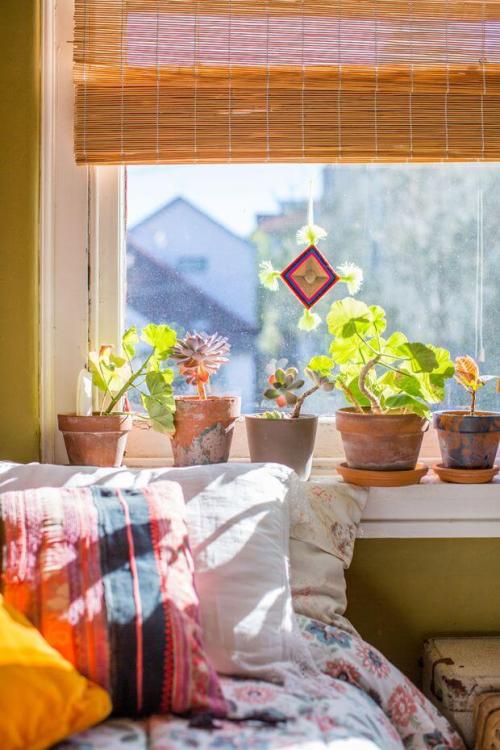 Какие цветы поставить в зале. Выбираем комнатные цветы для кухни, спальни и гостиной