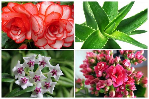 Какие цветы поставить в зале. Выбираем комнатные цветы для кухни, спальни и гостиной