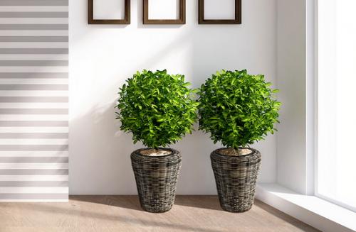 Цветы в интерьере гостиной. Дизайн озеленения интерьеров: правило «золотого сечения» 01