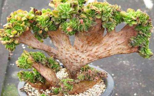 Обустроить балкон своими руками. Красивый балкон своими руками.