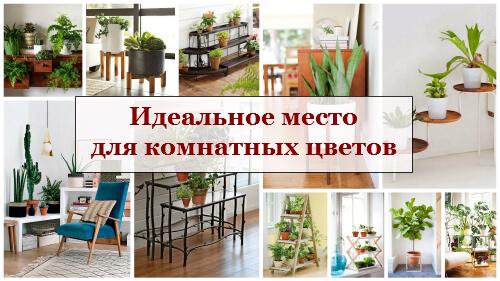 Какие цветы поставить в зале. Выбираем комнатные цветы для кухни, спальни и гостиной