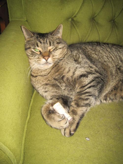 Что можно сделать для котенка своими руками. Какие игрушки можно сделать для котят своими руками и лучшие варианты, сделанные в домашних условиях