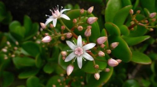 Цветы денежного дерева. Цветение денежного дерева