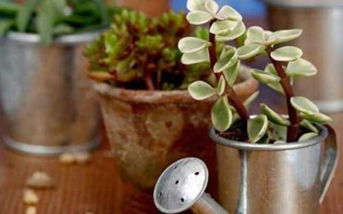 Как называется денежный цветок. Толстянка (денежное дерево): уход в домашних условиях и цветение 05