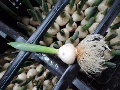 Как дома вырастить тюльпаны из луковиц. Цветущие тюльпаны круглый год. Секрет, как вырастить тюльпаны дома без использования земли 09