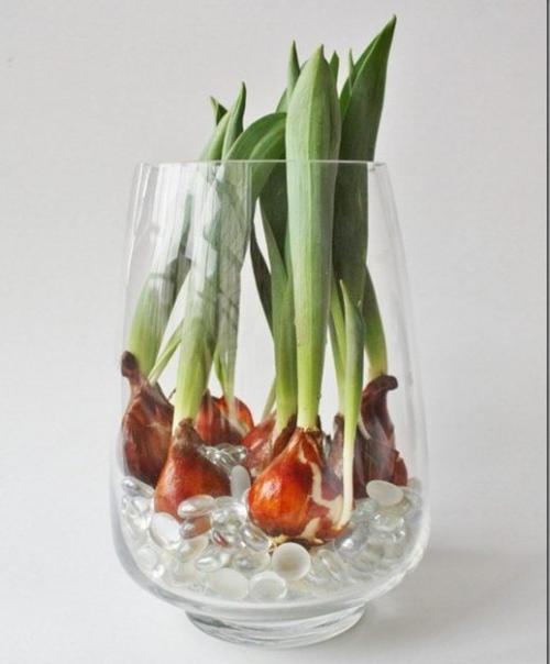 Как дома вырастить тюльпаны из луковиц. Цветущие тюльпаны круглый год. Секрет, как вырастить тюльпаны дома без использования земли