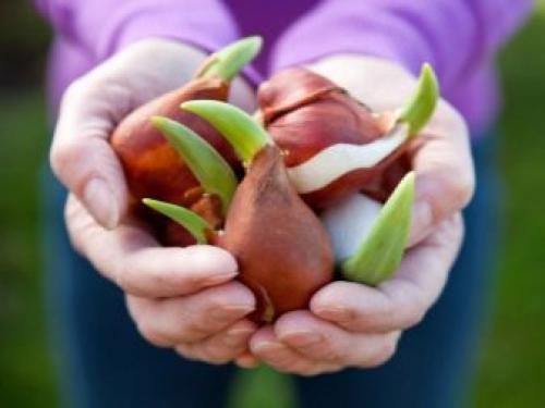 Как дома вырастить тюльпаны из луковиц. Цветущие тюльпаны круглый год. Секрет, как вырастить тюльпаны дома без использования земли 11