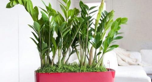 Замиокулькас: описание, советы по выращиванию