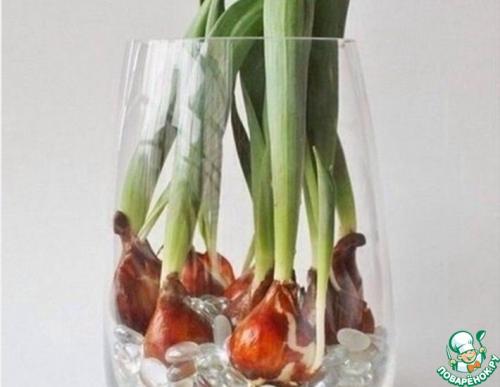 Как вырастить тюльпаны дома в вазе. Как вырастить дома в вазе тюльпаны