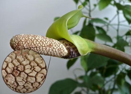 Как называется денежный цветок. Толстянка (денежное дерево): уход в домашних условиях и цветение 02