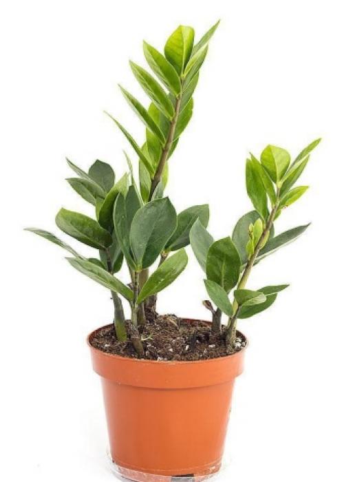 Как называется денежный цветок. Толстянка (денежное дерево): уход в домашних условиях и цветение 09