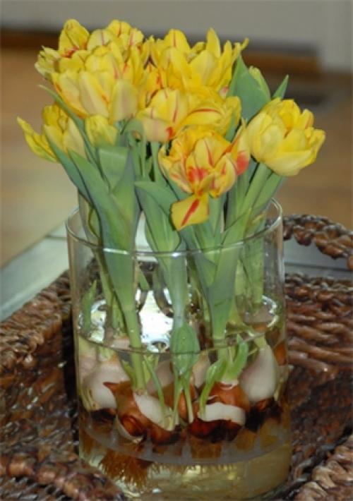 Как дома вырастить тюльпаны из луковиц. Цветущие тюльпаны круглый год. Секрет, как вырастить тюльпаны дома без использования земли