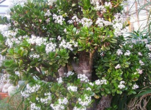 Как называется денежный цветок. Толстянка (денежное дерево): уход в домашних условиях и цветение 04