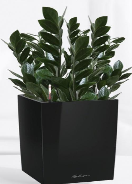 Как называется денежный цветок. Толстянка (денежное дерево): уход в домашних условиях и цветение 08