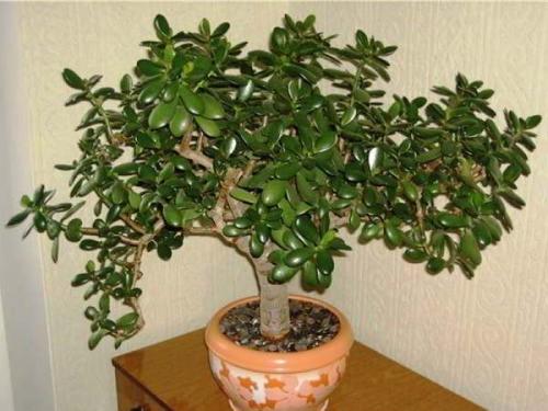 Как называется денежный цветок. Толстянка (денежное дерево): уход в домашних условиях и цветение