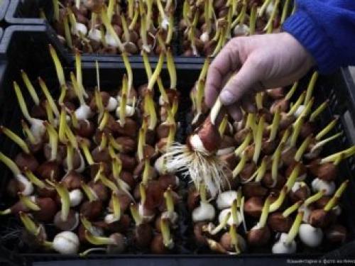 Как дома вырастить тюльпаны из луковиц. Цветущие тюльпаны круглый год. Секрет, как вырастить тюльпаны дома без использования земли 10