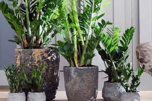 Как называется денежный цветок. Толстянка (денежное дерево): уход в домашних условиях и цветение 07