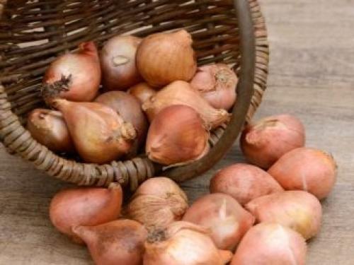 Как дома вырастить тюльпаны из луковиц. Цветущие тюльпаны круглый год. Секрет, как вырастить тюльпаны дома без использования земли 08