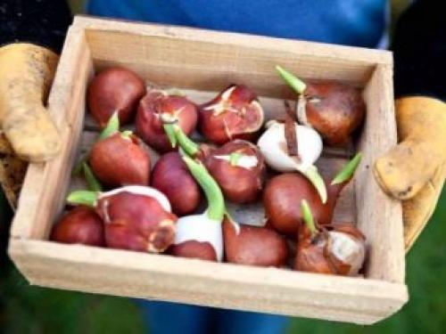 Как дома вырастить тюльпаны из луковиц. Цветущие тюльпаны круглый год. Секрет, как вырастить тюльпаны дома без использования земли 07