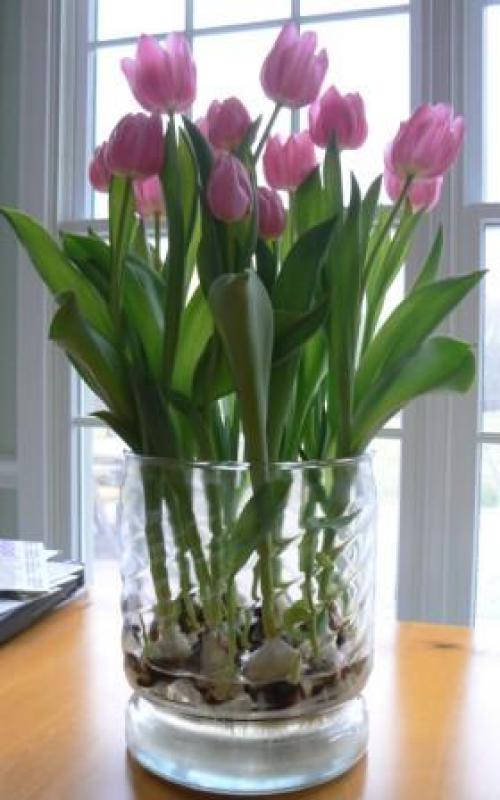 Как вырастить тюльпаны дома в вазе. Как вырастить дома в вазе тюльпаны